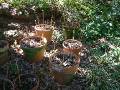 Perennials in pots